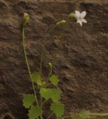 Wimmerella pygmaea