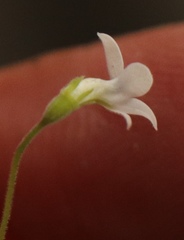 Wimmerella pygmaea