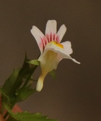 Nemesia deflexa