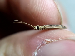 Prolixocupes lobiceps