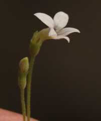 Wimmerella pygmaea