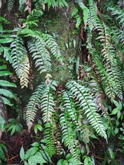Polystichum formosanum