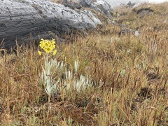 Senecio latiflorus