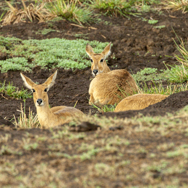 Redunca redunca, Masai Mara, Narok, Rift Valley, Kenya, by ehfrandahl