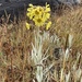 Senecio latiflorus - Photo (c) fabien_anthelme, some rights reserved (CC BY-SA), uploaded by fabien_anthelme