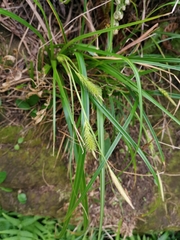 Carex wahuensis