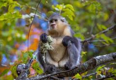 Black Snub-Nosed Monkey photo 4