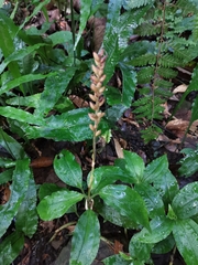 Goodyera rubicunda