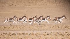 Equus kiang
