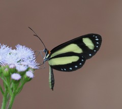 Scada zibia xanthina