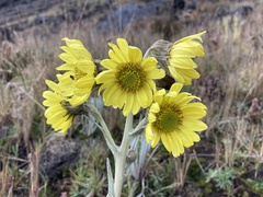 Senecio latiflorus