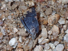 Ricania speculum