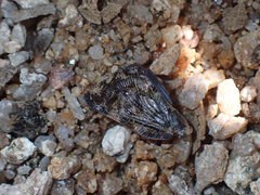 Ricania speculum