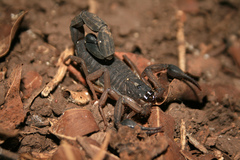 Centruroides edwardsii