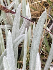 Senecio latiflorus