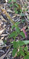 Teucrium argutum
