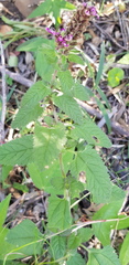 Teucrium argutum