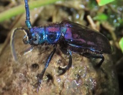 Phaolus metallicus