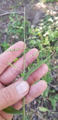 Urochloa foliosa