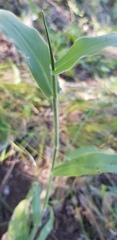 Urochloa foliosa