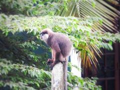 Semnopithecus vetulus nestor