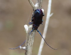 Phaolus metallicus
