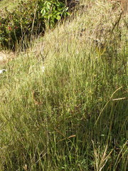 Dichanthium aristatum