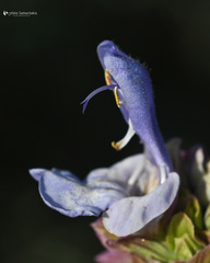 Salvia pomifera pomifera