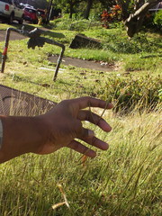 Dichanthium aristatum