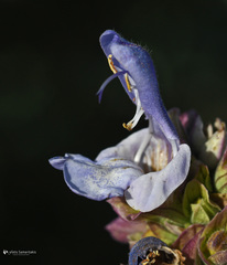 Salvia pomifera pomifera