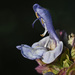 Salvia pomifera pomifera - Photo (c) fotis-samaritakis, algunos derechos reservados (CC BY-NC), subido por fotis-samaritakis