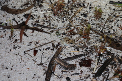 Platyplectrum ornatum