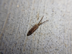 Prolixocupes lobiceps