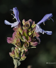 Salvia pomifera pomifera