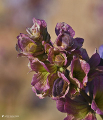 Salvia pomifera pomifera
