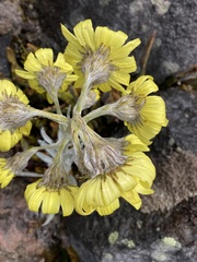 Senecio latiflorus
