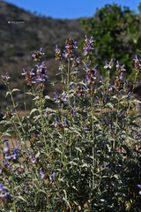Salvia pomifera pomifera