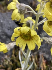 Senecio latiflorus