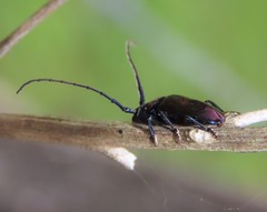 Phaolus metallicus