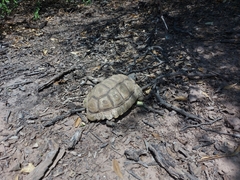 Chelonoidis chilensis