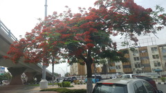 Delonix regia