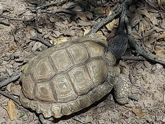 Chelonoidis chilensis