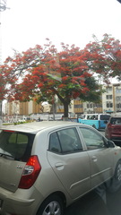 Delonix regia