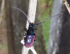 Phaolus metallicus