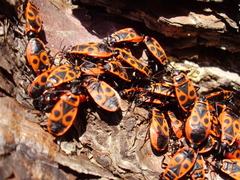 Pyrrhocoris apterus
