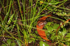Litoria balatus