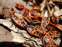 Pyrrhocoris apterus