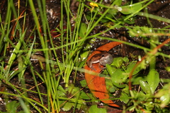 Litoria balatus