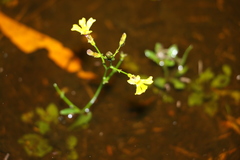 Goodenia paniculata