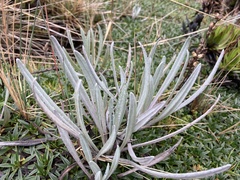 Senecio latiflorus
